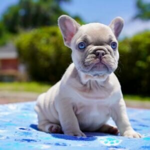 French bulldog dogs for sale