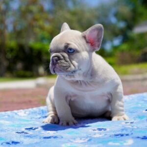 French bulldog dogs for sale
