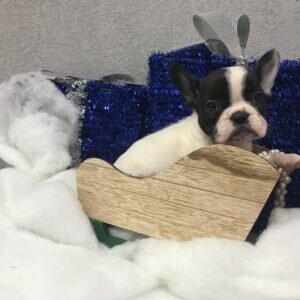 teacup french bulldog for sale