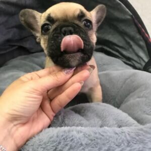 french bulldog puppy for sale near me