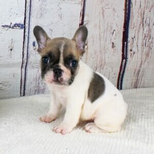 French bulldog puppies for sale in michigan